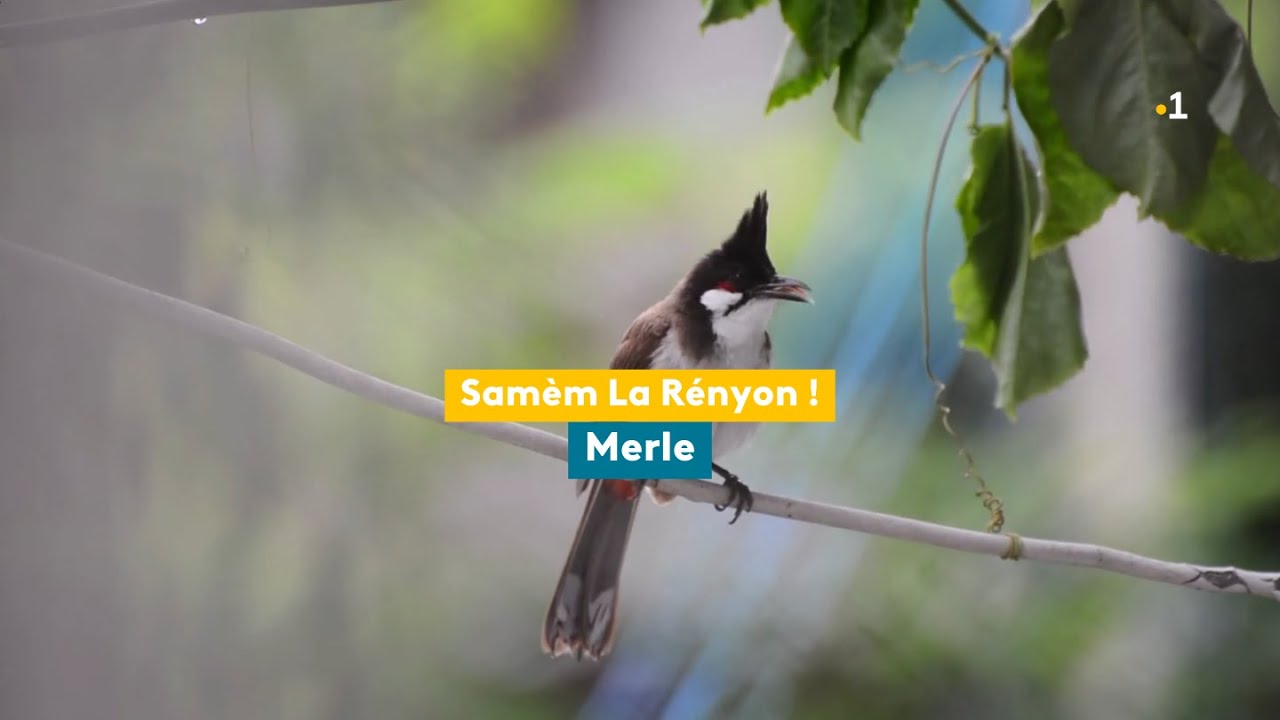 Samèm La Rényon, merle Maurice