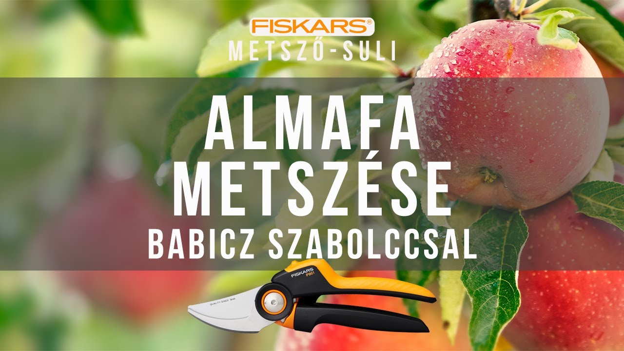 Almafa metszése, ahogy Babicz Szabolcs csinálja | Fiskars Metszőiskola