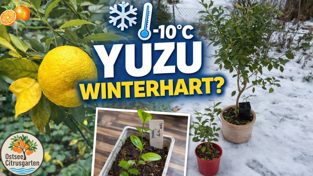 Kann Citrus im Norden wachsen? Yuzu🍋 im Praxistest - Winterhärte, Vergleich, Frosttoleranz 