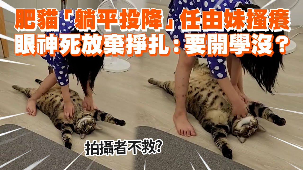 您的虎斑貓已登出😹「躺平投降」任由妹搔癢｜寵物動物｜肥貓｜精選影片
