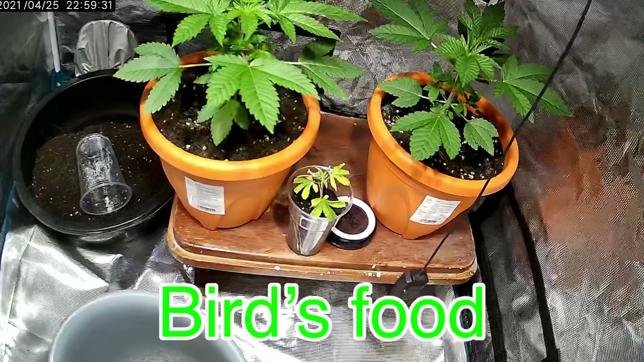 Bird&rsquo;s food(Mokum&rsquo;s Tulip)