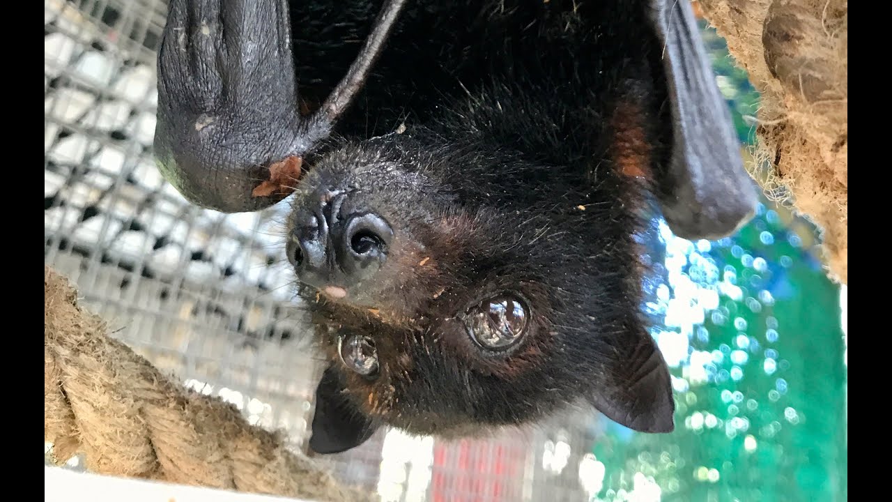 Black Flying-Fox in care:  this is the very sweet Onyx