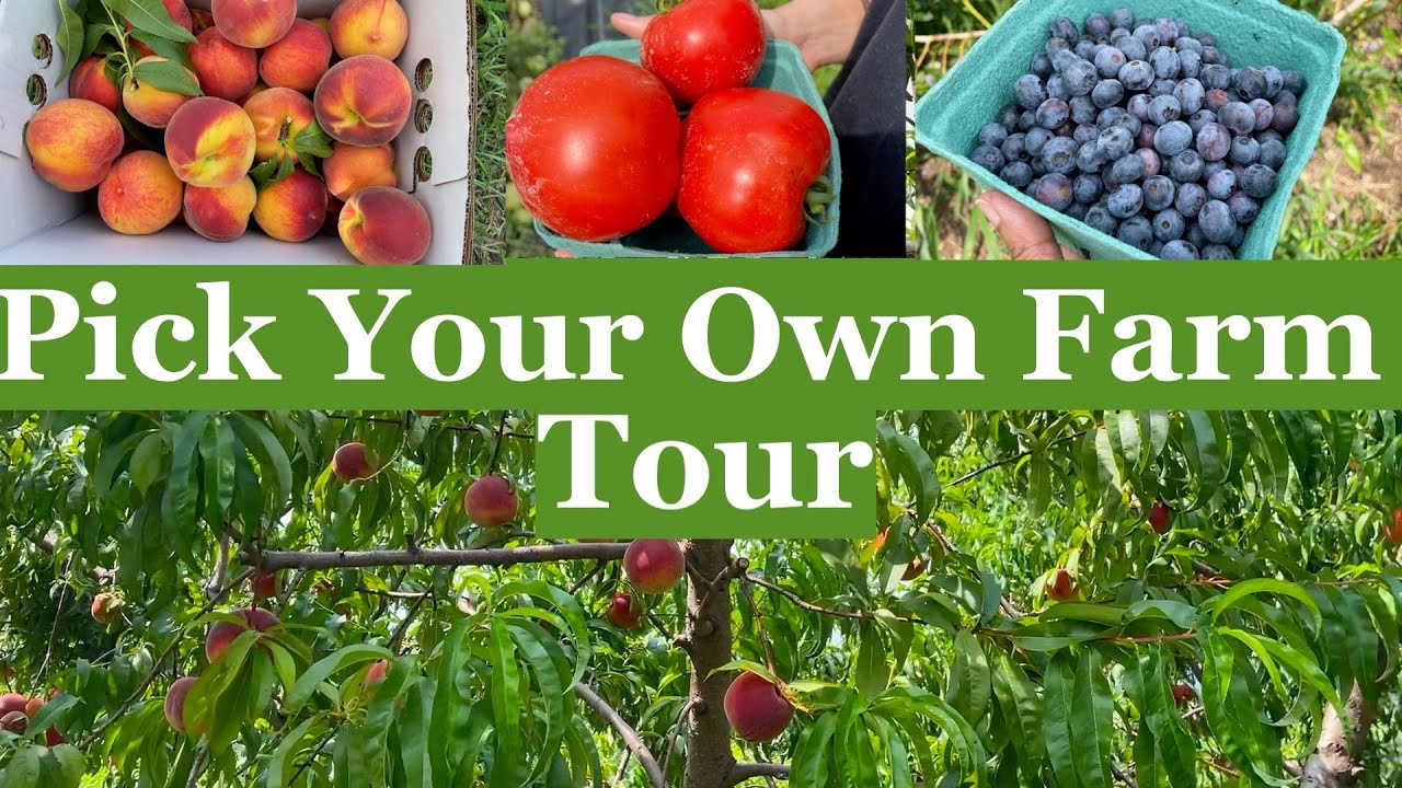 Pick Your Own Farm Tour
