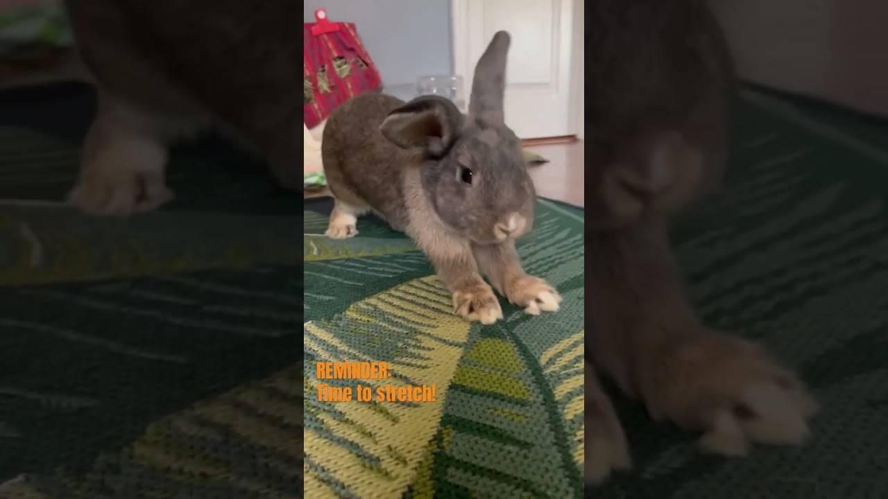 Big stretch #bunny #rabbit #yoga #stretching