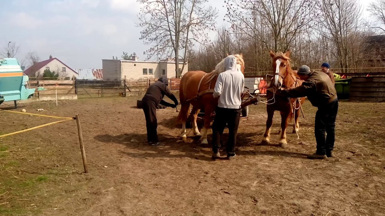 Pierwsze zaprzeganie w parze.