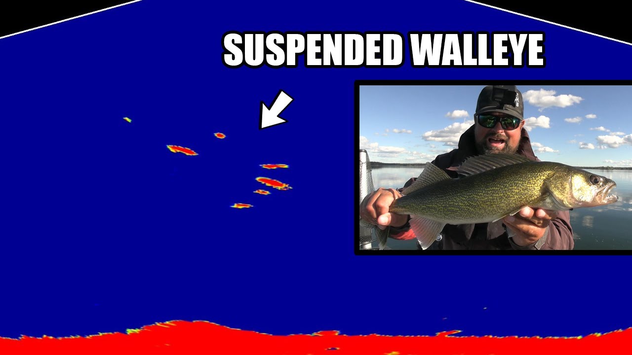 Suspended Walleye Bite!!