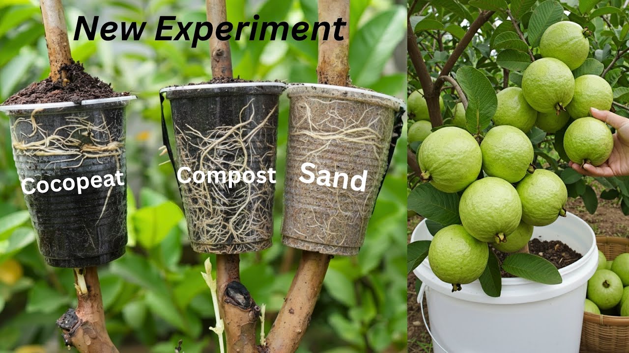 🔴LIVE: 🌿Pro Tips To Guarantee 100% Guava Tree Rooting Success! #live