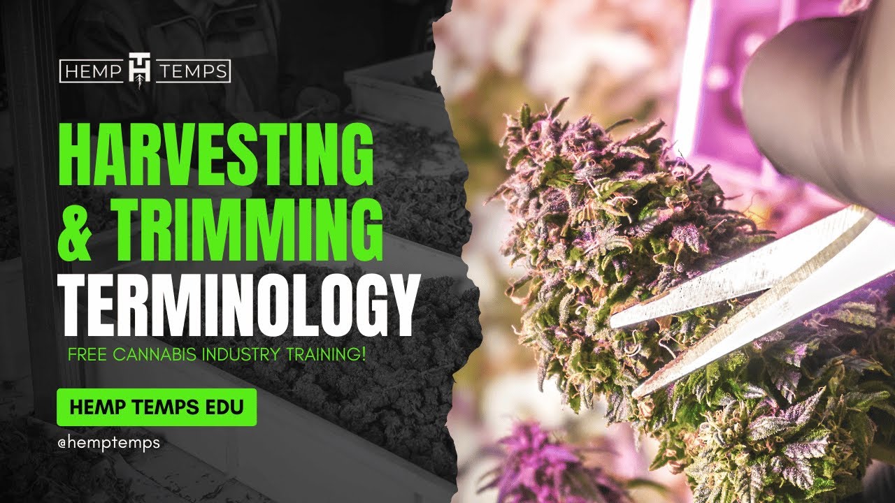 Harvesting & Trimming Terminology | Hemp Temps University | Free Cannabis Training