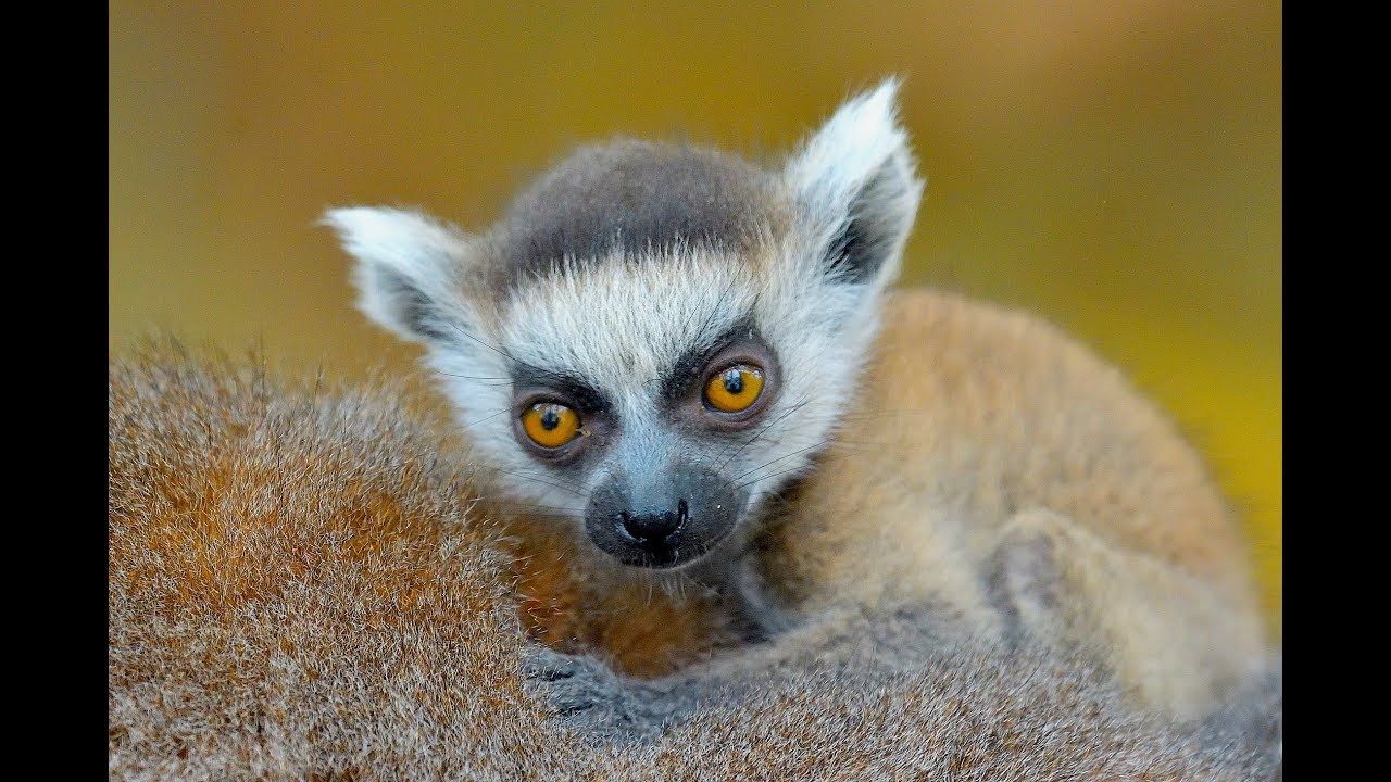 Zwillingsnachwuchs bei den Kattas I Tiergarten Sch&ouml;nbrunn
