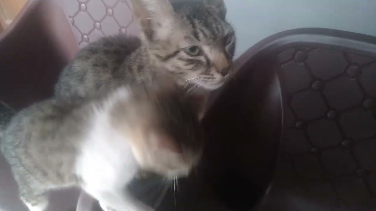 इन्सान के ऊपर चढने को तैयार रहते हैं किटटी🐈@Funnyvideos
