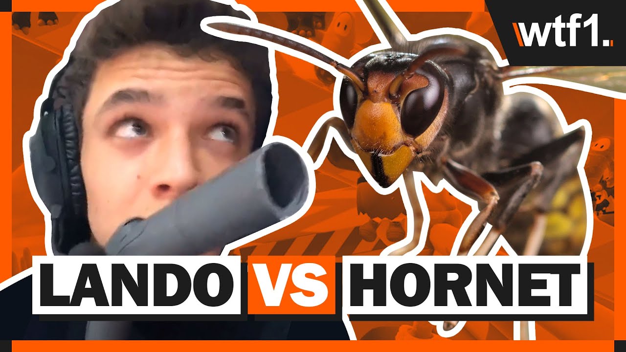 Funniest F1 Stream Ever | Lando Norris vs. A Wasp