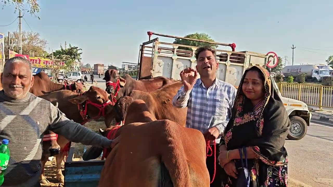 Yash dairy farm mathura u p 8979919094