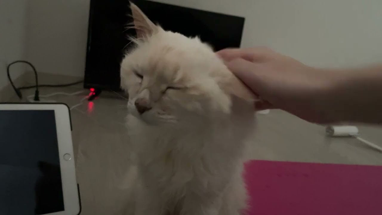 起こされたねねちゃん
