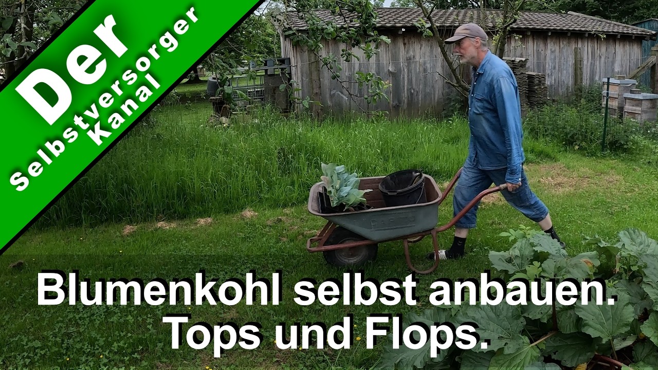Blumenkohl selbst anbauen. Tops und Flops.