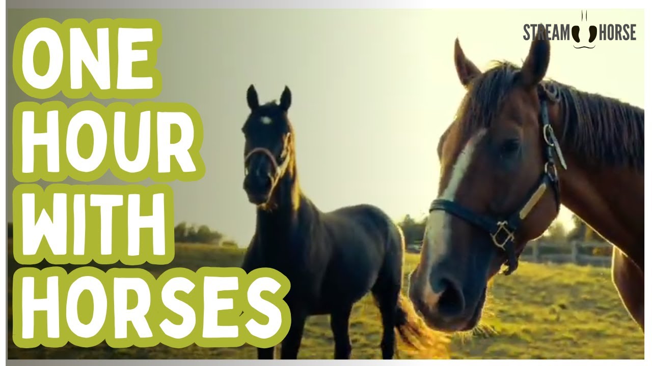 An Hour of Horses in Motion — Find Your Rhythm and Reset 🐎✨