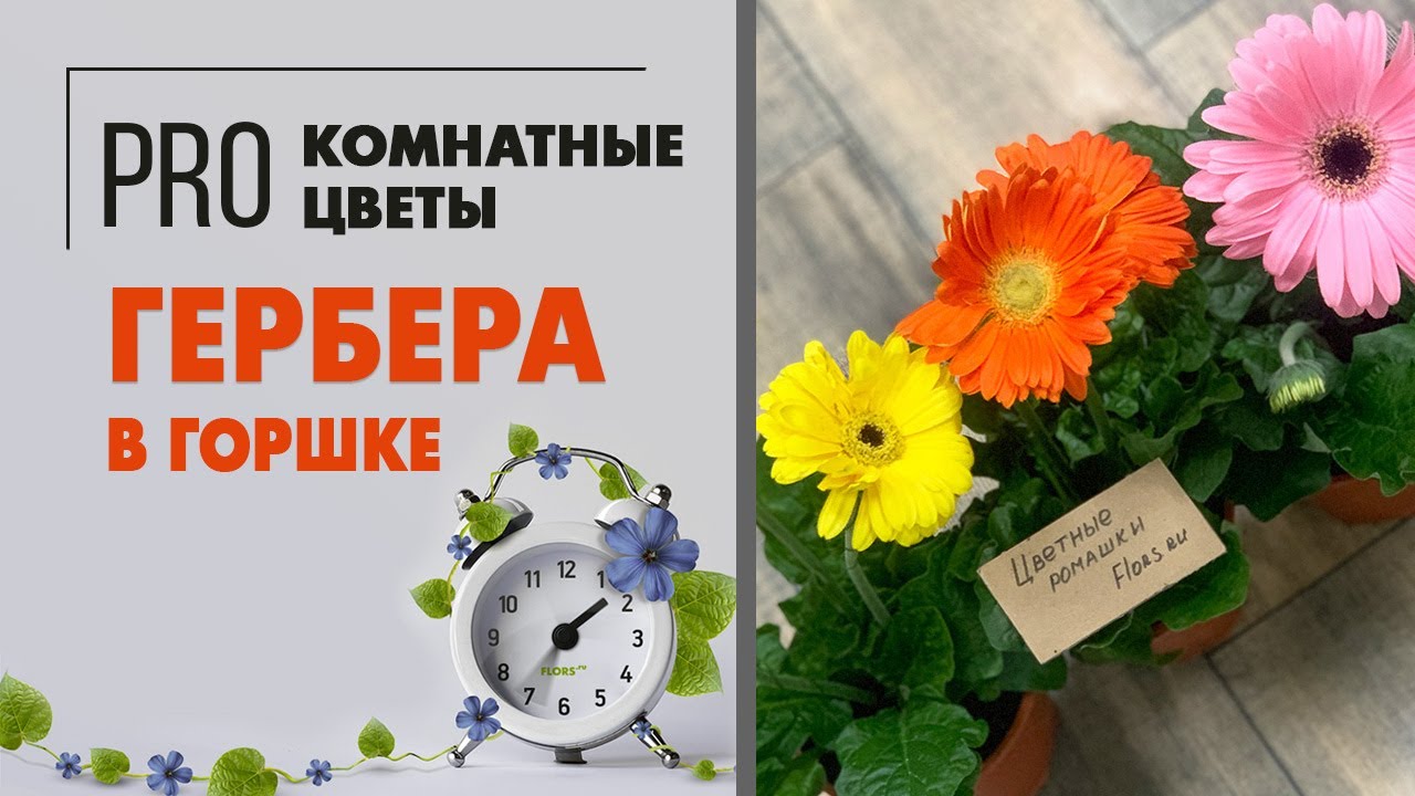 Гербера в горшке | Цветущие растения для дома и сада. Яркие, разноцветные, напоминающие ромашки