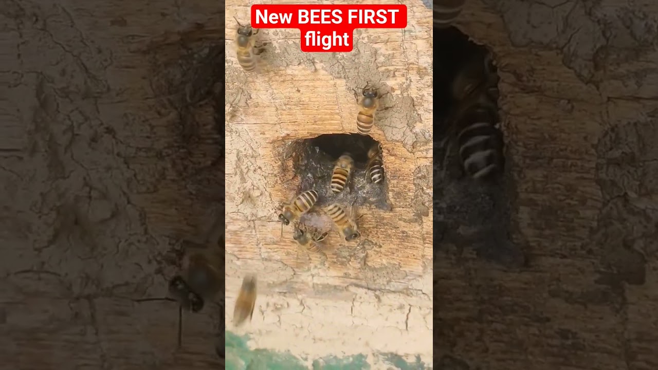 NEW BEES FIRST FLIGHT # NEW BEES# WILD BEES