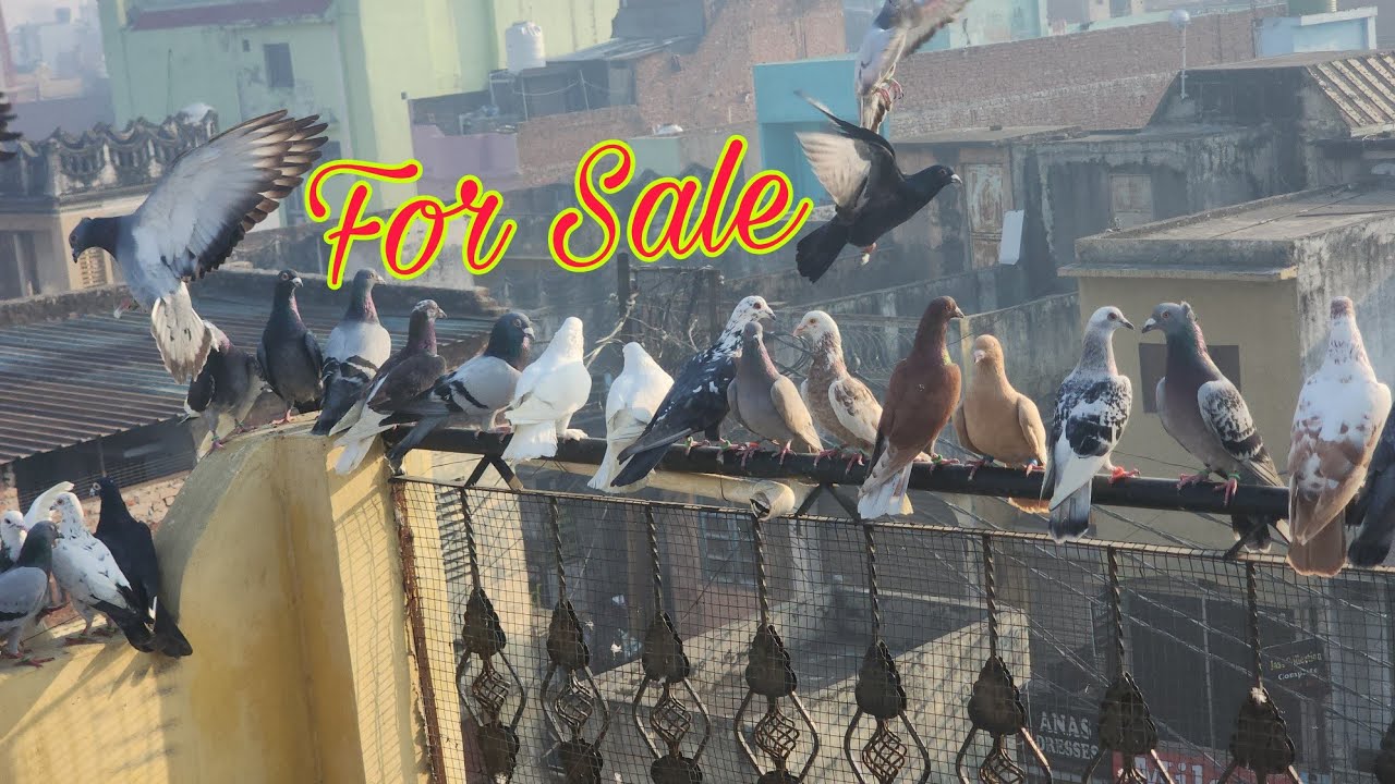 गर्दान लड़ते दौड़ते हुए 50 पटियाले कबूतर। Gardaan kabootar for sale Amroha. 9634501901 babu bhai