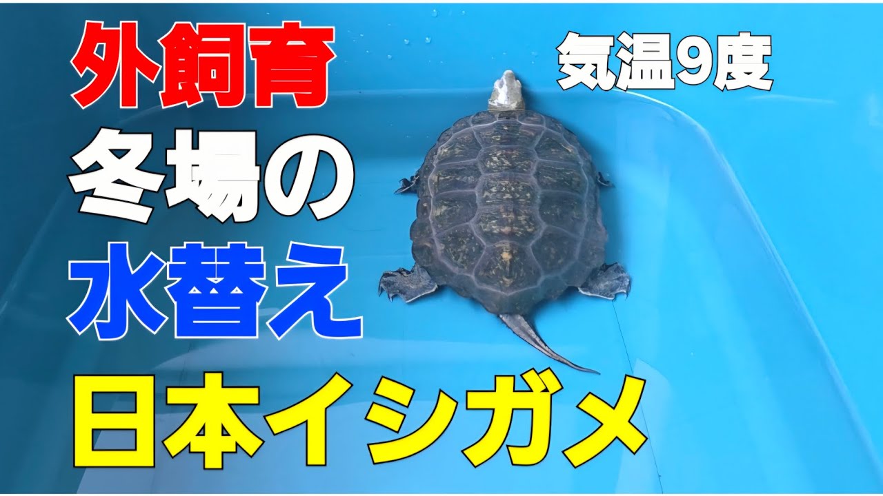 1ヶ月ぶり😅。『日本イシガメ』#vlog #shorts #飼育#亀#爬虫類#イシガメ #癒し #かわいい #日本#冬 
