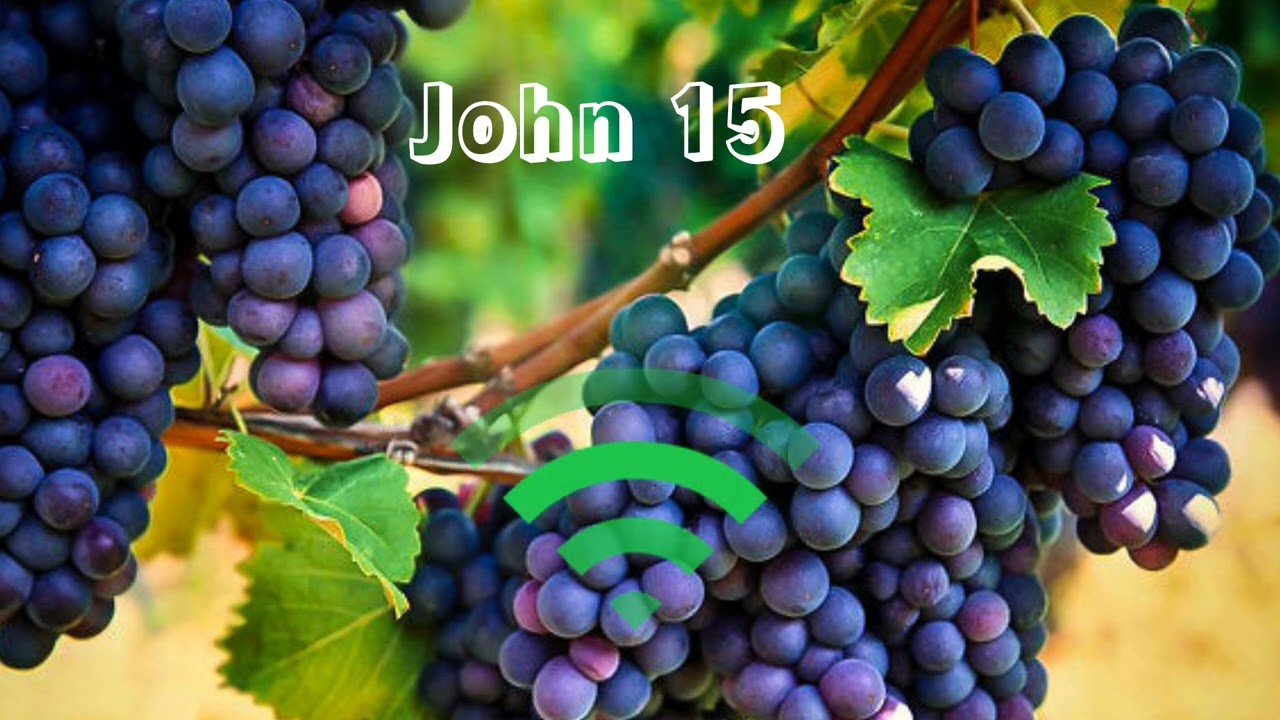 I am the Vine.. 🍇John 15 #audio bible#English#simple#Beginner friendly#
