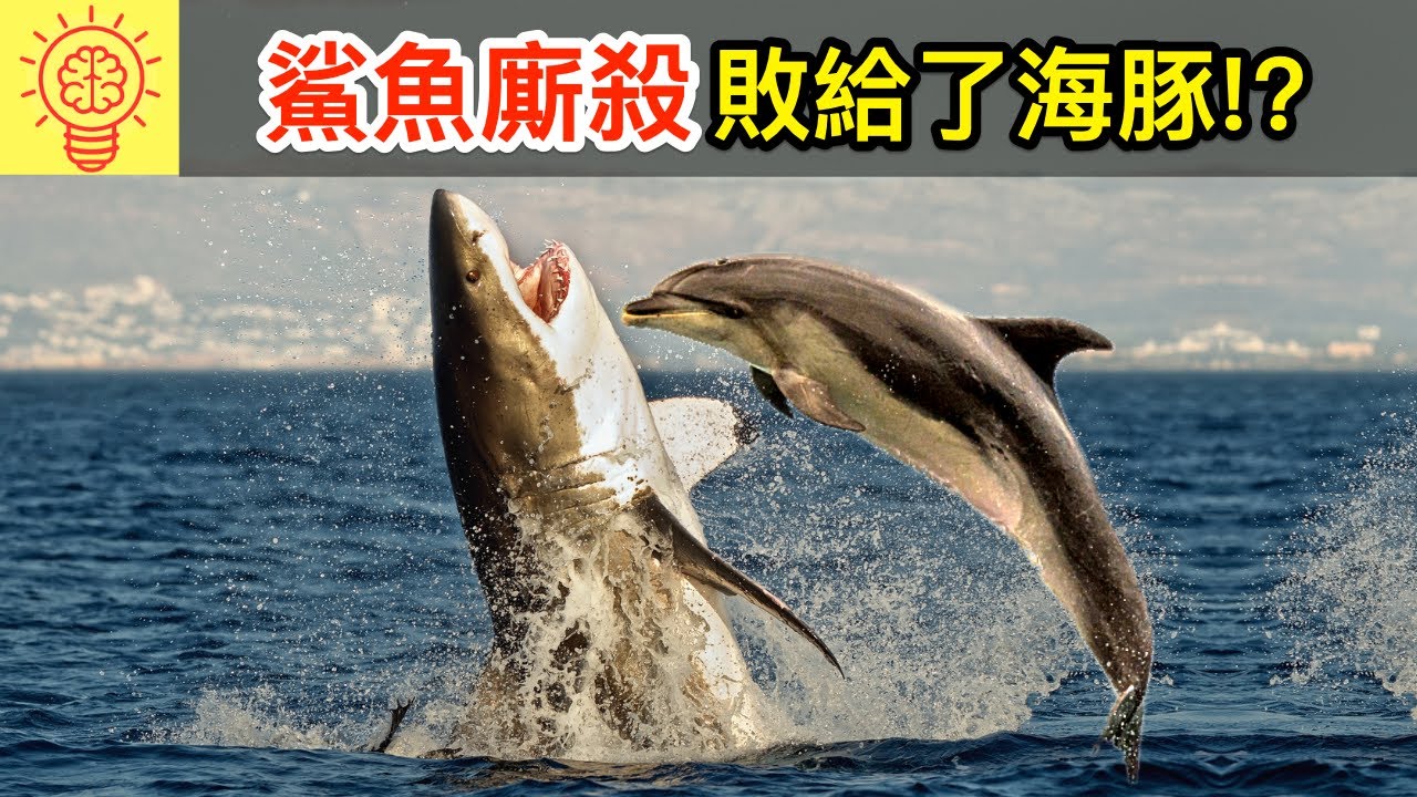 為何殘暴的大白鯊會懼怕海豚？