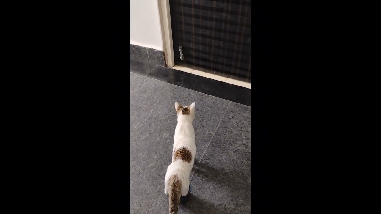 Pyari billi  aaj ke ek chota sa billi vlog #cat #anmals #cuteanimal