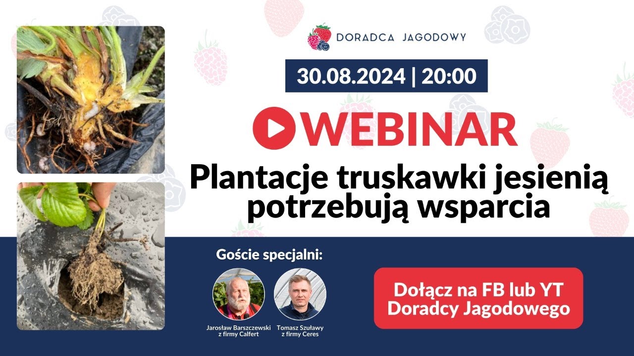 Plantacje truskawki potrzebują wsparcia, chorby i szkodniki glebowe, problamy z nowymi nasadzeniami.