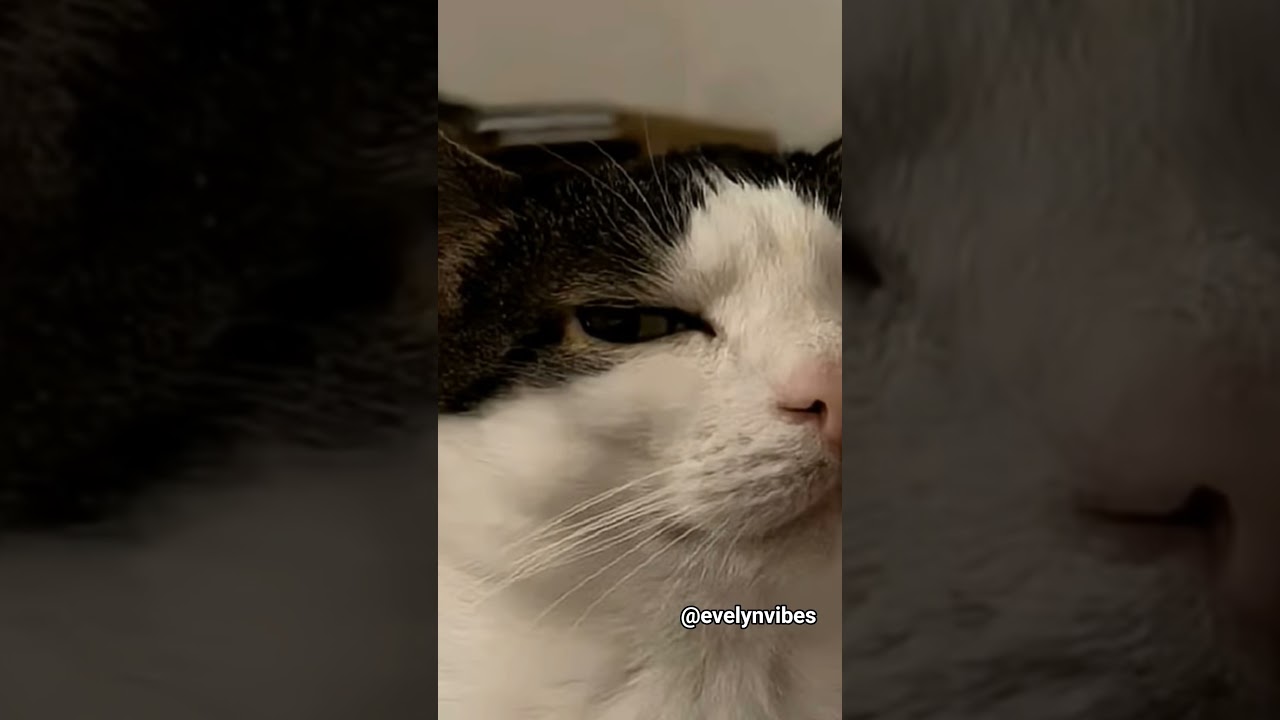#cat