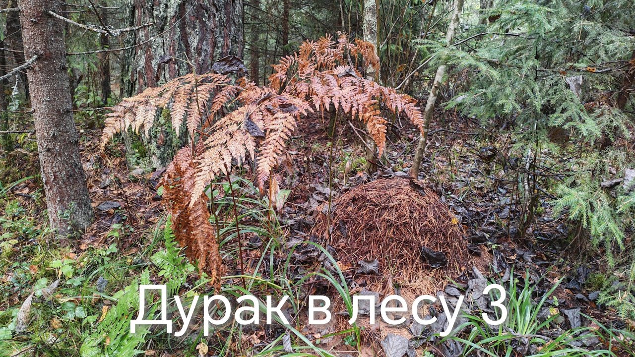 Дурак в лесу 3