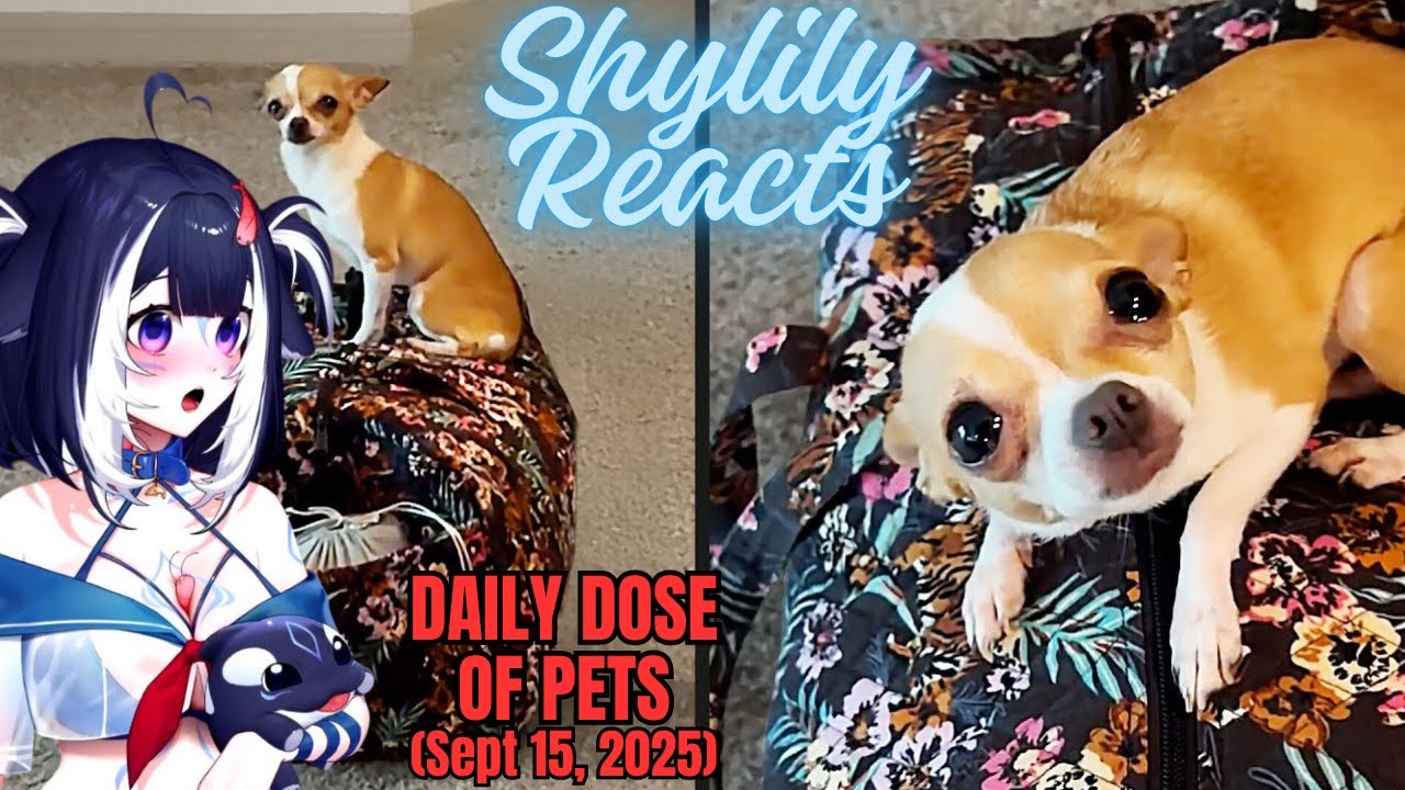 Shylily Reacts to Daily Dose of Pets She Knew What Was Coming (Sept 15, 2025)