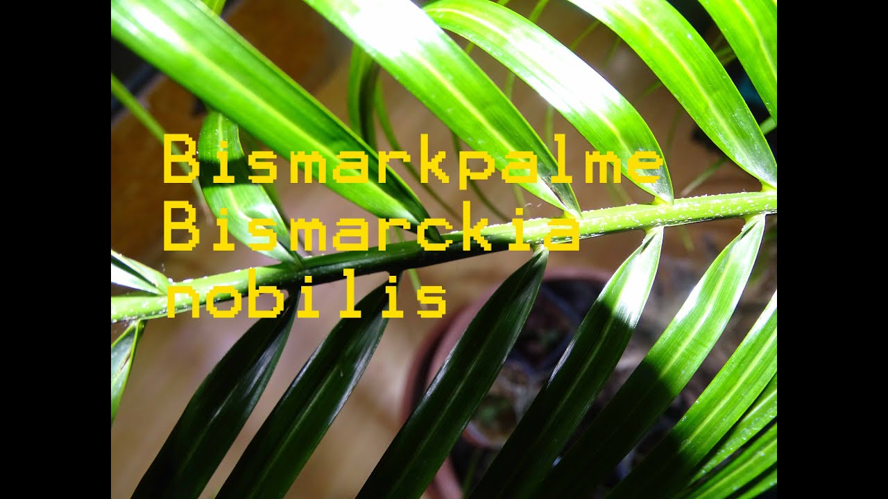 Bismarkpalme