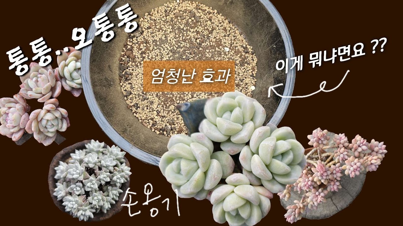 분갈이 안하고 통통하게 만드는 방법(노지다육.베란다 다육)💫《초보다육생활》주물럭 손옹기화분