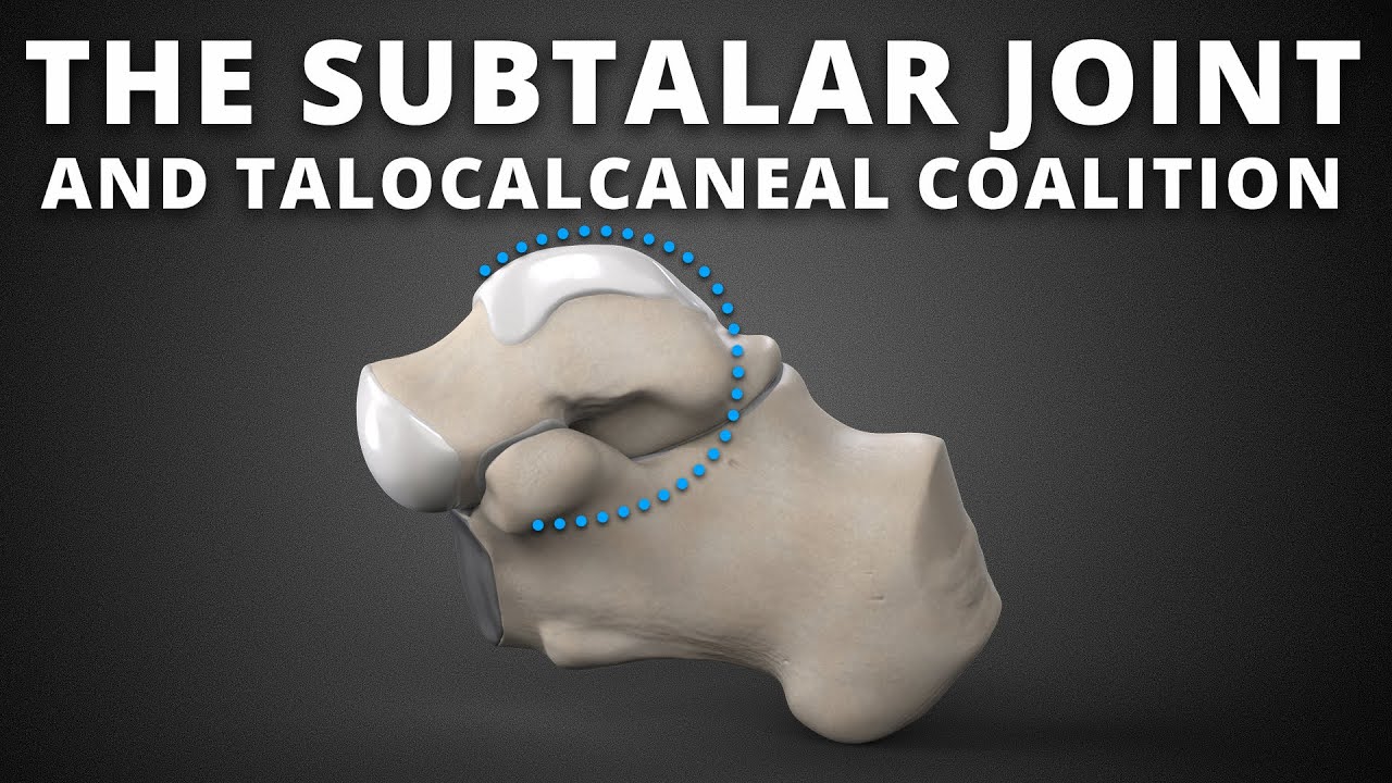 The subtalar joint and talocalcaneal coalition