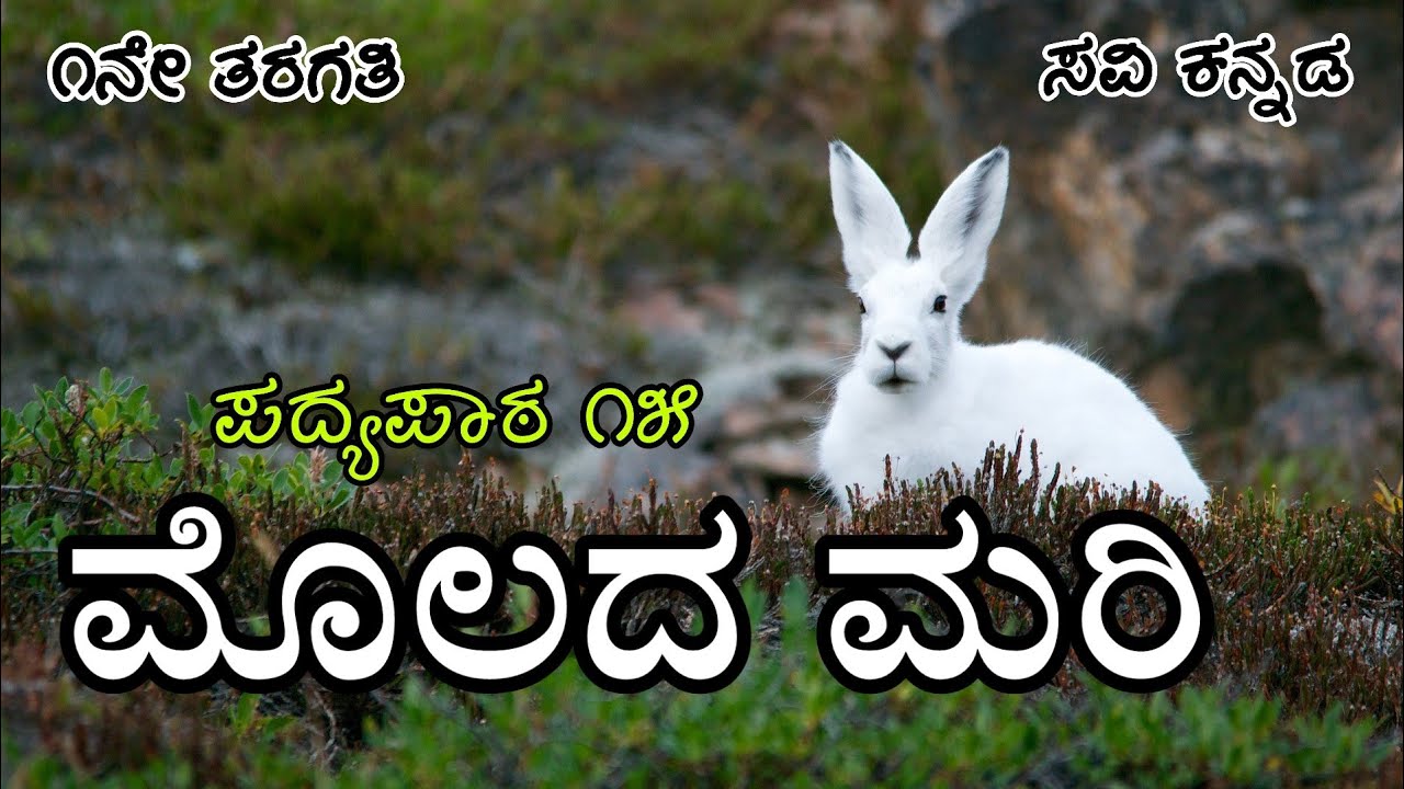 ಮೊಲದ ಮರಿ | ಸವಿ ಕನ್ನಡ | ೧ನೇ ತರಗತಿ |ಪದ್ಯಪಾಠ ೧೫| Molada mari| 1std Kannada Poem15/ Lyrical Video