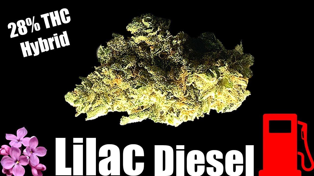 Lilac Diesel Strain Review
