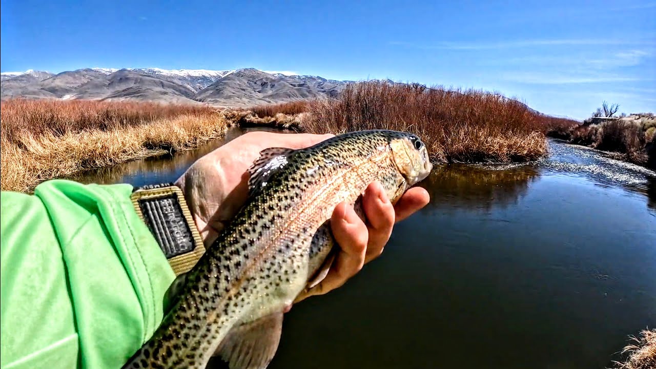 Trout Fishing Owens River #fishing Eastern Sierra
