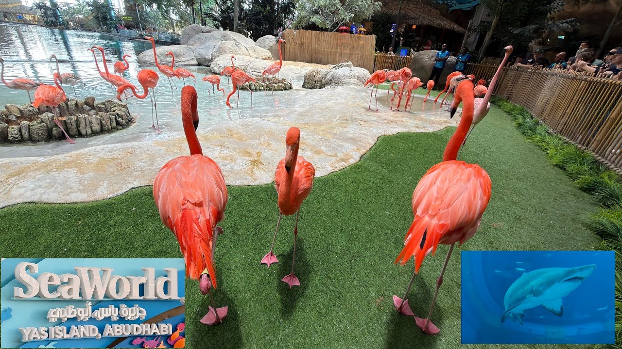 Sea World - Abu Dhabi Part II 