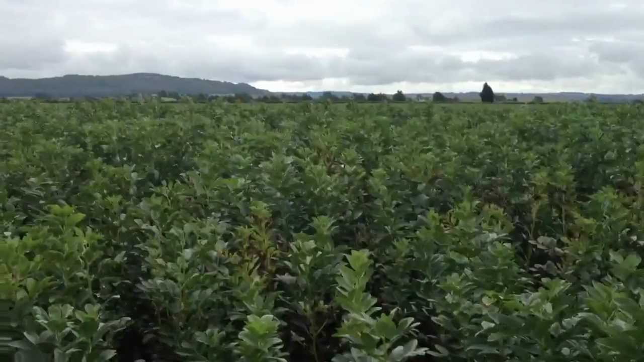 Winter Bean Overview