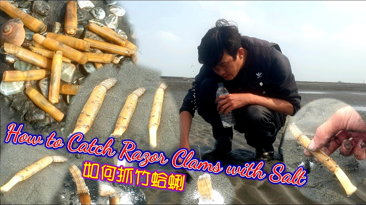 瑀爸趕海-How to Catch Razor Clams with Salt -如何用鹽巴抓竹蛤/瑀爸YingziJin_110#59