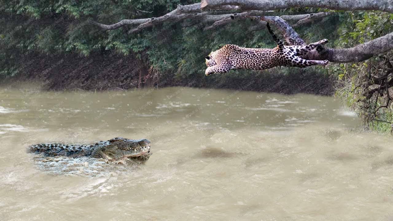 MELUNCUR DARI POHON SERANG BUAYA !! 12 Momen GILA Hewan Terekam Kamera