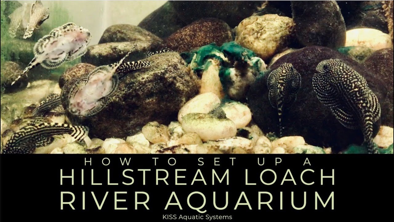 How To Set Up A Hillstream Loach River Aquarium