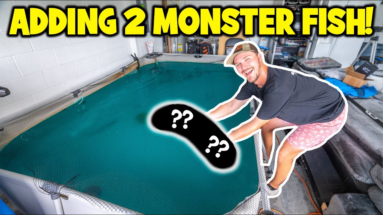 ADDING 2 MONSTER FISH to my 1200 GALLON POND!!