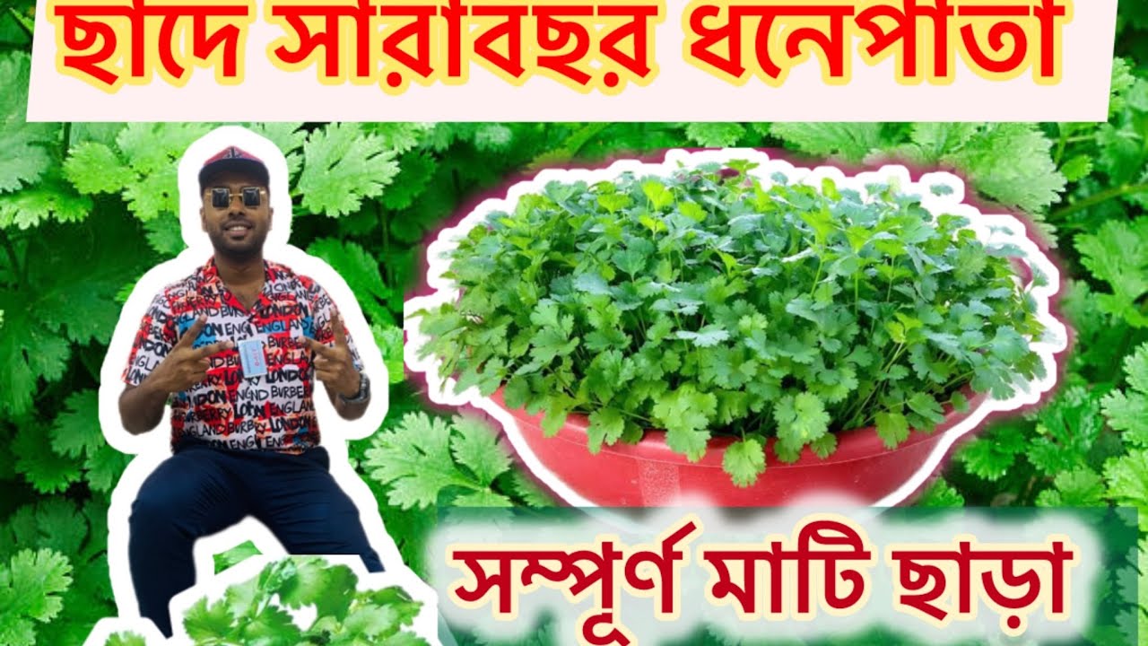 ছাদে অর্গানিক ধনেপাতা সারাবছর মাটি ছাড়াই। How to grow organic coriander at rooftop garden#farming