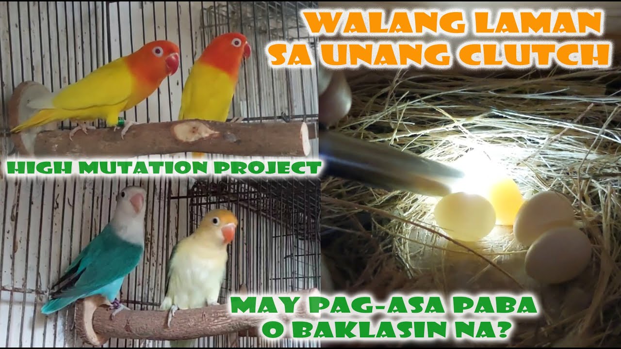 WALANG SEMILYA SA UNANG CLUTCH - NORMAL BA?