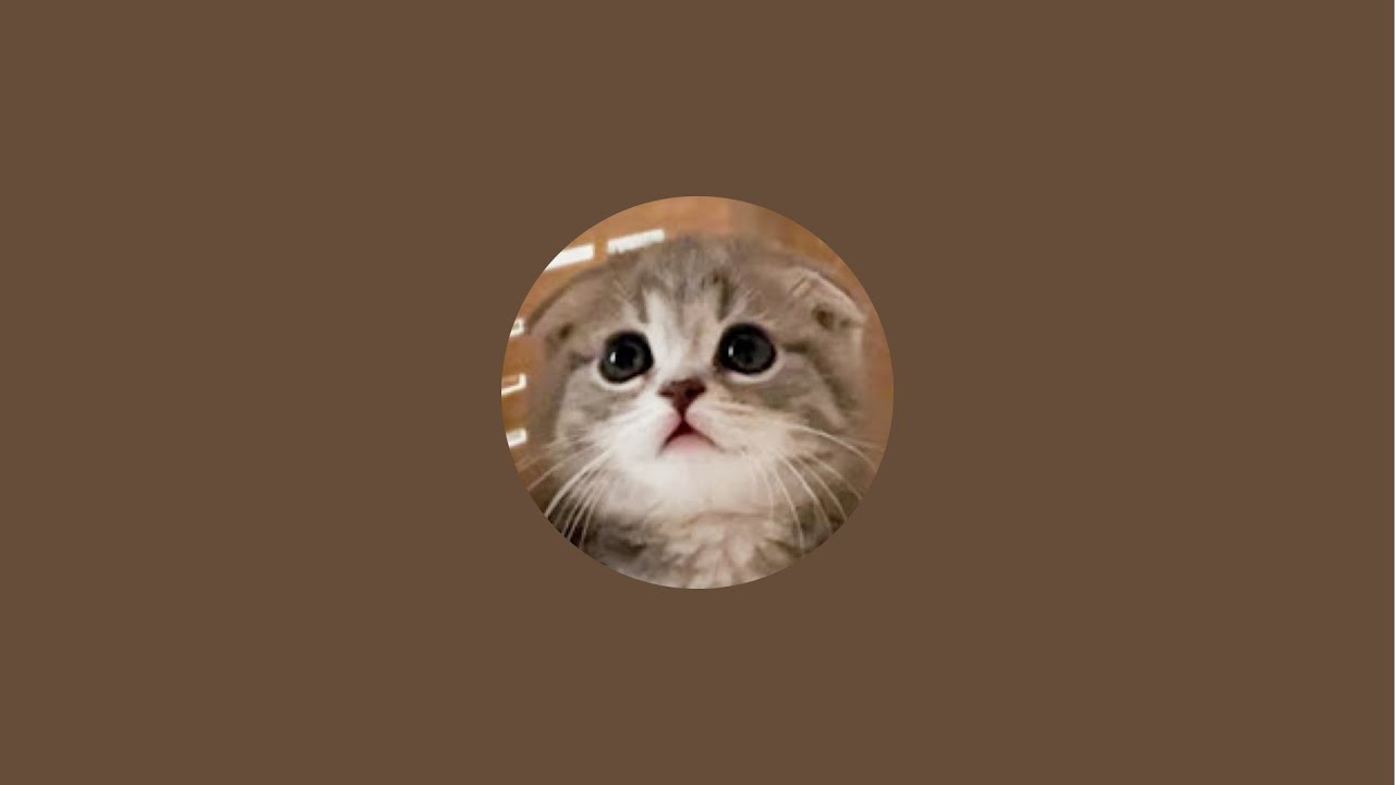 Lulu the Cat がライブ配信中！