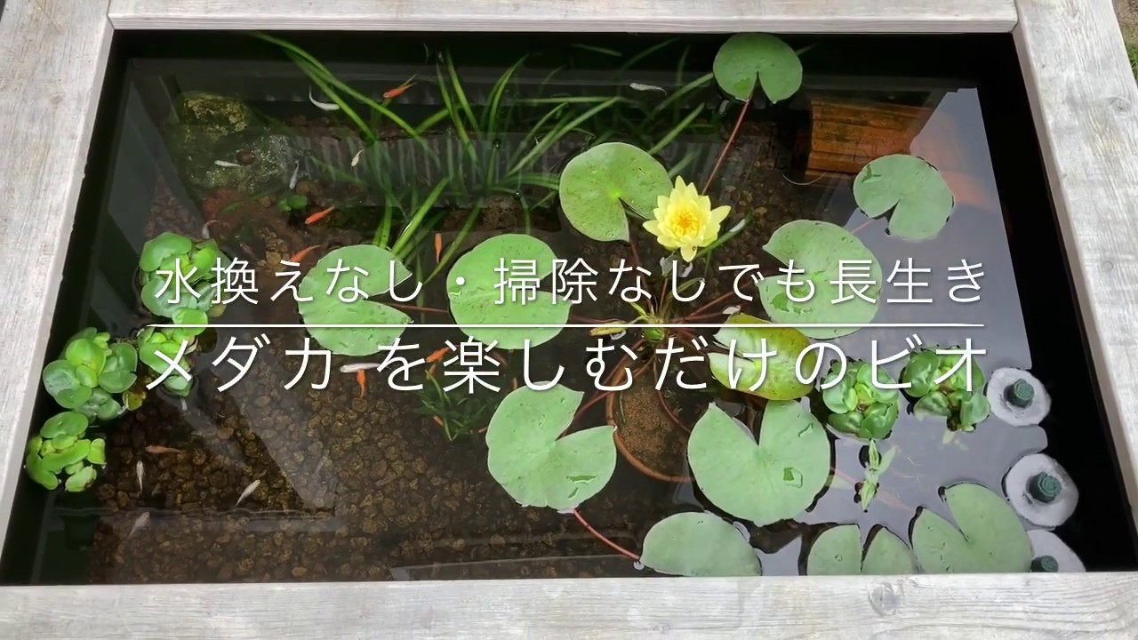 かんたんメダカ 長生きビオトープ（稚魚爆増1000匹以上）