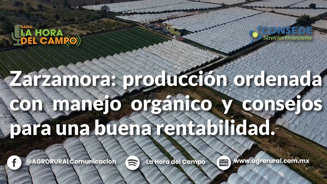 Zarzamora: producción ordenada con manejo orgánico y consejos para una buena rentabilidad
