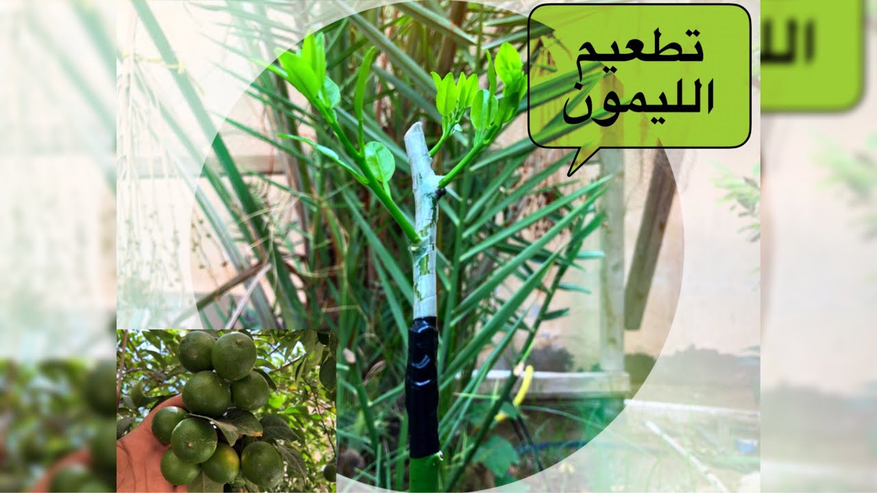 طريقة تطعيم الليمون بالقلم