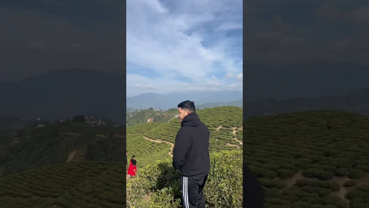 Beautiful view of tea garden ilam Nepal 🇳🇵😍 #music #shorts #teagarden #youtubeshorts #travel