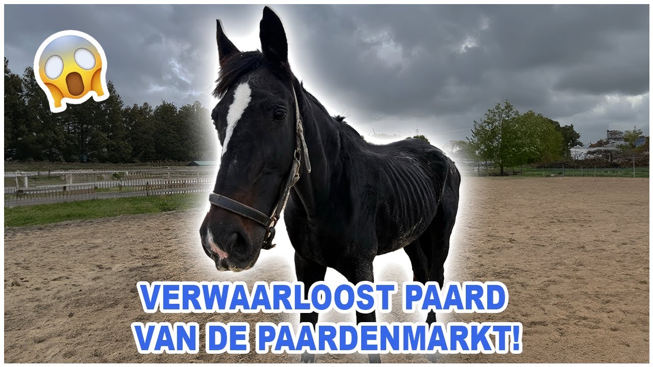 VERWAARLOOST PAARD van de PAARDENMARKT || VLOG Paardzoektbaas